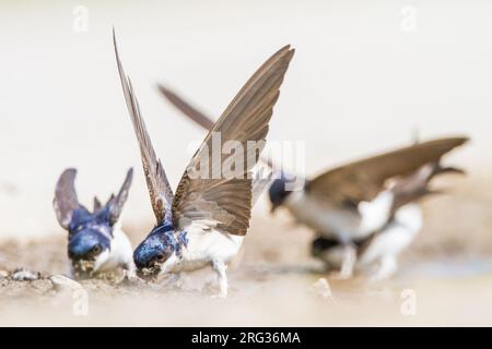 Huiszwaluw, Common House Martin, Delichon urbicum Herde sammeln Schlamm für ihre Nester Stockfoto