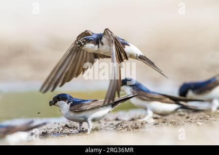 Huiszwaluw, Common House Martin, Delichon urbicum Herde sammeln Schlamm für ihre Nester Stockfoto