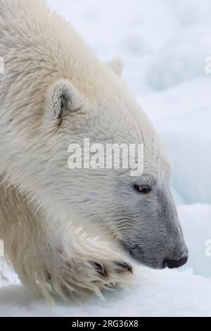 Nahaufnahme eines Eisbären, Ursus maritimus, auf dem Nordpoleis. Arktischer Ozean Stockfoto