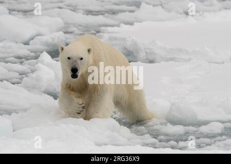 Ein Eisbär, Ursus maritimus. Nordpolare Eiskappe, arktischer Ozean Stockfoto
