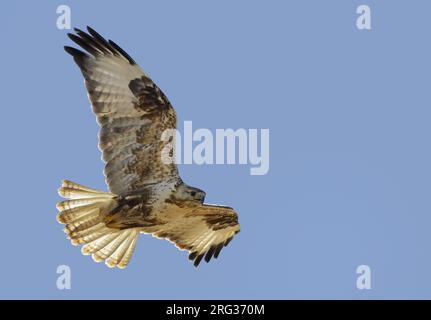 Berglandbuzzard (Buteo hemilasius) im Flug in der Mongolei im Sommer. Stockfoto