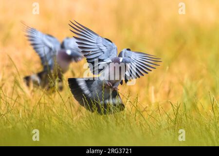 Zwei fliegende Common Wood Pigeons, Columba Palumbus, in Italien. Stockfoto