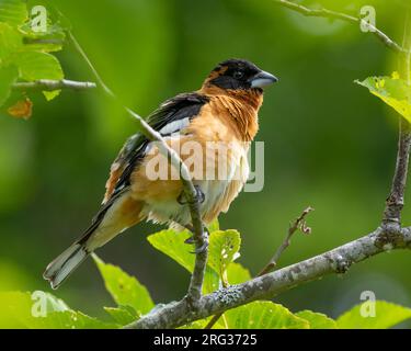 Ein Zuchthaut männlicher Schwarzkopfschnabel (Pheucticus melanocephalus) sitzt auf einem Ast vor einem sanft grünen Hintergrund und wuffelt seine Federn giv Stockfoto