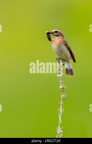 Whinchat (Saxicola rubetra), erwachsenes Weibchen mit Raupe im Schnabel, Abruzzen, Italien Stockfoto