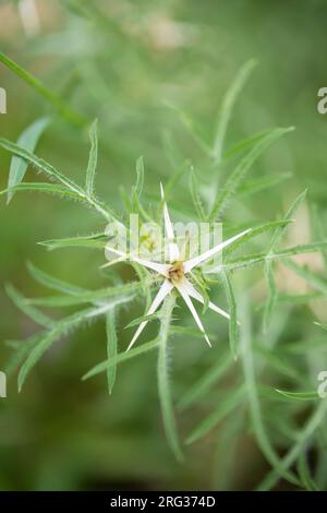 Sternenhistel, Centaurea calcitrapa Stockfoto