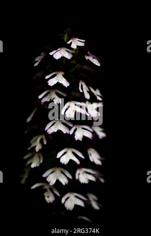 Lady Orchid, Orchis purpurea Stockfoto