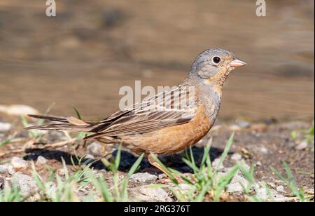 Erwachsene Cretzschmar's Bunting (Emberiza caesia) im Frühjahr auf der griechischen Insel Lesbos. Stockfoto