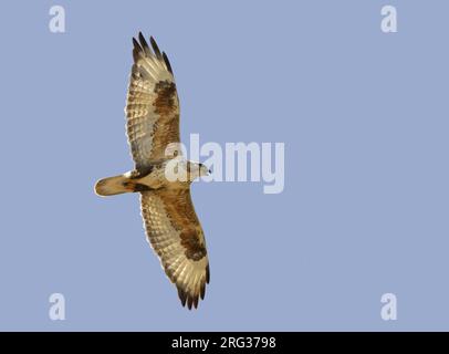 Berglandbuzzard (Buteo hemilasius) im Flug in der Mongolei im Sommer. Stockfoto