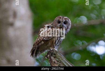 Adutl Tawny Owl (Strix aluco), tagsüber auf einem Zweig in Lyngby, Dänemark Stockfoto