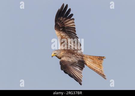 Rotmilan (Milvus milvus), Unreife im Flug, Basilicata, Italien Stockfoto