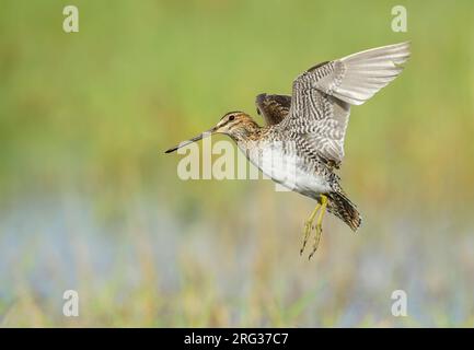 Erwachsener Wilson's Snipe (Gallinago Delicata) im Flug in einem Sumpf in Kidder County, North Dakota, USA. Stockfoto