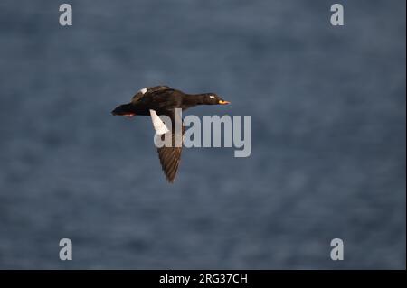 Samtscoter (Melanitta fusca), männlicher Erwachsener im Flug gegen das Blaue Meer in Finnland Stockfoto