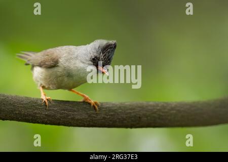 Schwarzgehackte Yuhina (Yuhina nigrimenta) in China. Auf einem Ast. Stockfoto