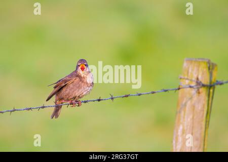 Spreeuw, European Starling, Sturnus vulgaris Young, die von Erwachsenen gefüttert werden Stockfoto