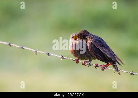 Spreeuw, European Starling, Sturnus vulgaris Young, die von Erwachsenen gefüttert werden Stockfoto