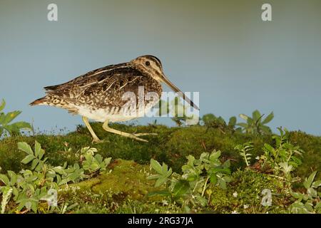 Erwachsener Wilson's Snipe (Gallinago Delicata) in einem Moor in der Nähe von Lac Le Jeune, B.C., Kanada. Stockfoto