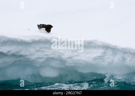 Ein kleiner Auk, Alle alle, auf Eis ruhend. Nordaustlandet, Spitzbergen, Norwegen Stockfoto