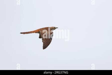 Muschelhuhn, Cuculus canorus, weiblicher Rupus Morph im Flug, Tryggevælde, Dänemark Stockfoto