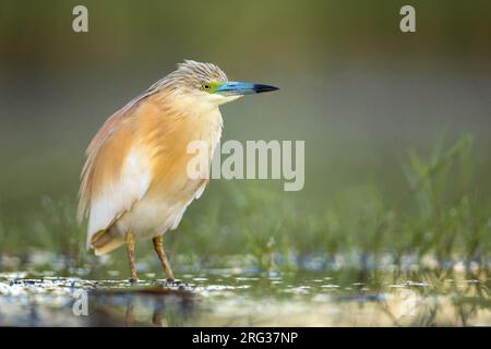 Sommer gerupfter Erwachsener Squacco Heron, Ardeola ralloides, in Italien. Stockfoto