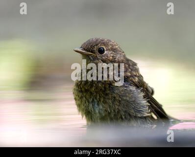 Europäischer Robin (Erithacus rubecula), der nach dem Baden in einem Becken sitzt Stockfoto