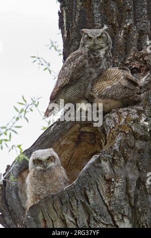 Große gehörnte Eule (Bubo virginianus) Erwachsene mit Küken Stockfoto