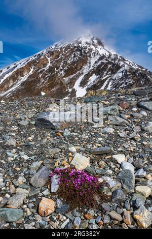 Purpursaxifrage (Saxifraga oppositifolia) in Blüte. Spitzbergen, Norwegen Stockfoto