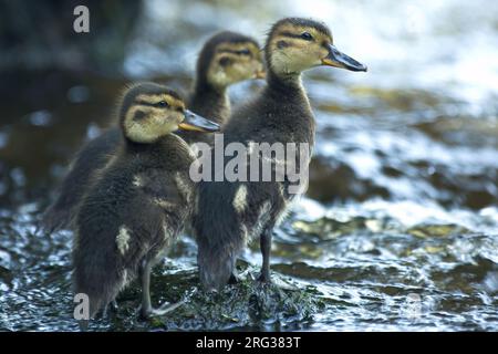 Blaugrün (Anas crecca), Gruppe von Jungküken auf dem Wasser, Finnland Stockfoto