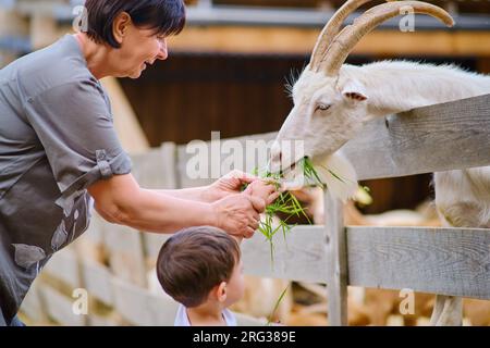 Die Frau und das Kind füttern die Ziegen freudig mit frischem Gras auf dem Bauernhof. Stockfoto