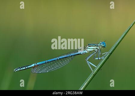 Männlicher, weißer Damselfisch Stockfoto