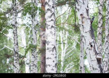 Buntspecht - Buntspecht - Dendrocopos major ssp. brevirostris, Russland (Baikalsee), männlichen Erwachsenen mit Kindern Stockfoto