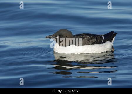 Erwachsenenzucht Dickschnabelmürre (Uria lomvia), auch bekannt als Brunnichs Guillemot, schwimmt auf See vor der Seward-Halbinsel, Alaska, USA. Stockfoto