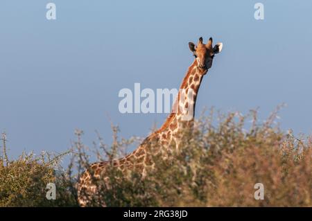 Eine südliche Giraffe, Giraffa camelopardalis, blickt über die Baumkronen. Mashatu Game Reserve, Botswana. Stockfoto