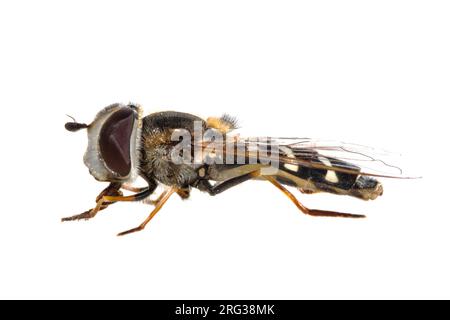 Hündfliege, Witte halvemaanzweefvlieg, Scaeva pyrastri Stockfoto