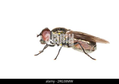 Melanogaster hirtella Stockfoto