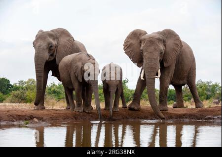 Eine Herde afrikanischer Elefanten, Loxodonta africana, trinkend. Mashatu Game Reserve, Botswana. Stockfoto