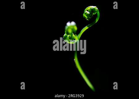 Eiche Fern, Gymnocarpium dryopterisfrond, Stockfoto