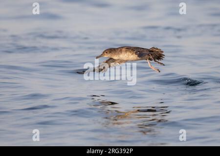 Balearisches Scherwasser (Puffinus mauretanicus), im Flug, mit dem Meer als Hintergrund Stockfoto