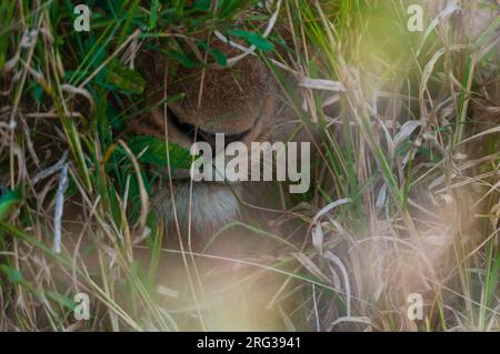 Nahaufnahme einer Löwenschnauze, Panthera leo. Der Löwe versteckt sich im hohen Gras. Mala Mala Game Reserve, Südafrika. Stockfoto