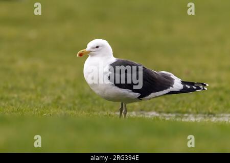 Erwachsener Cape Gull (Larus dominicanus Vetula) alias Kelp Gull bei Kapstadt, Südafrika. Stockfoto