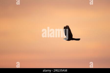 European Nightjar (Caprimulgus europaeus) im Flug bei Sonnenuntergang in Norduseeland, Dänemark Stockfoto