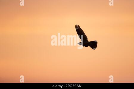 European Nightjar (Caprimulgus europaeus) im Flug bei Sonnenuntergang in Norduseeland, Dänemark Stockfoto