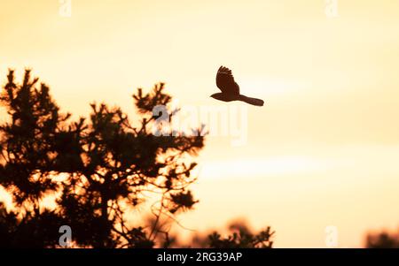 European Nightjar (Caprimulgus europaeus) im Flug bei Sonnenuntergang in Norduseeland, Dänemark Stockfoto