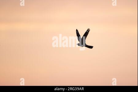 European Nightjar (Caprimulgus europaeus) im Flug bei Sonnenuntergang in Norduseeland, Dänemark Stockfoto