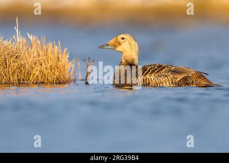 Weiblicher Spectacled Eider (Somateria fischeri), der auf einem arktischen Tundrateich in der Nähe von Barrow im Norden Alaskas, USA, schwimmt. Stockfoto