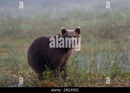 Porträt eines jungen europäischen Braunbären, Ursus arctos arctos. Kuhmo, Oulu, Finnland. Stockfoto