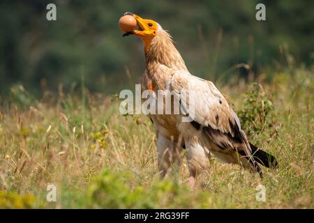 Ägyptischer Geier, Neophron Percnopterus. Ägyptischer Geier auf einem Feld, der ein Ei fallen lässt, um es zu brechen. Stockfoto