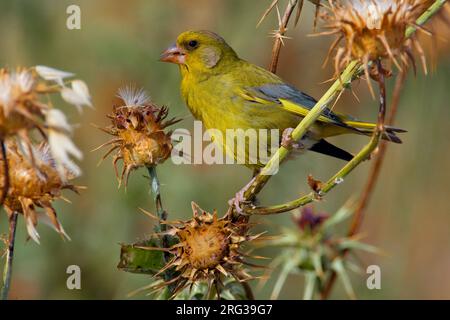 Foeragerend mannetje Groenling; Nahrungssuche männlichen Europäischen Grünfink Stockfoto