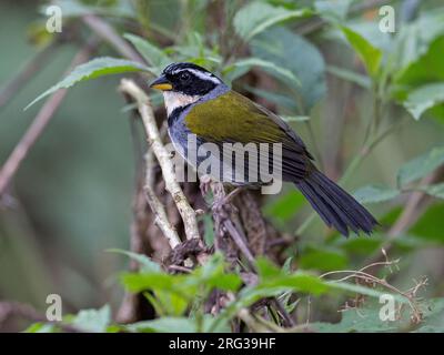 Halbhalskragen Sparrow, Arremon semitorquatus, männlich hoch oben auf einem Ast im brasilianischen Regenwald Stockfoto