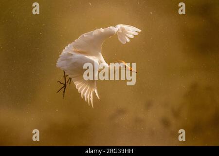 Kuhreiher, Bubulcus ibis Stockfoto
