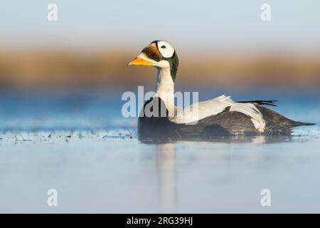 Erwachsener männlicher Spectacled Eider (Somateria fischeri), der auf einem arktischen Tundrateich in der Nähe von Barrow im Norden Alaskas, USA, schwimmt. Stockfoto